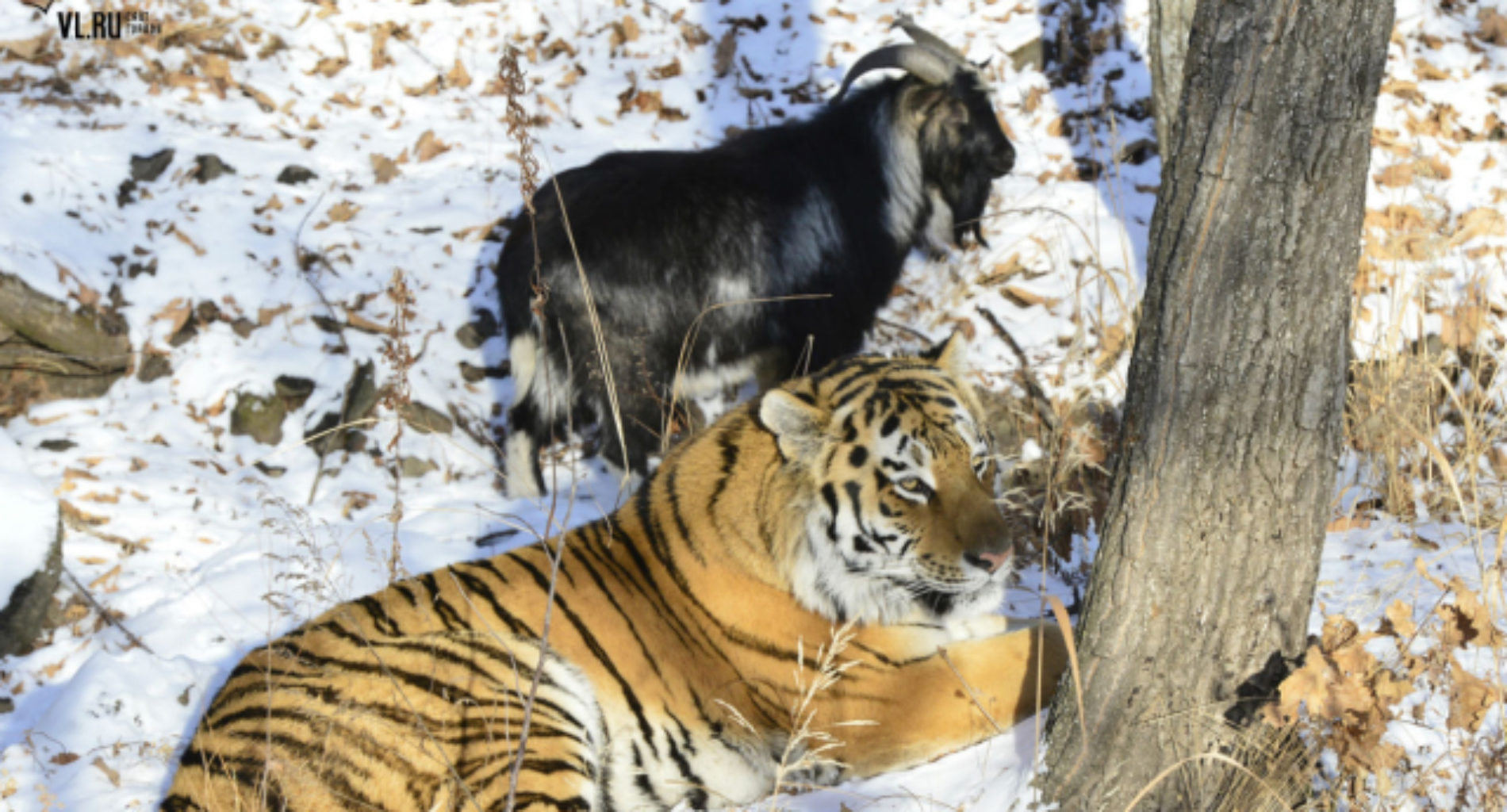 Russian politicians debate if this tiger and goat are ‘promoting homosexuality’