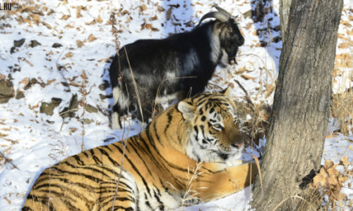 Russian politicians debate if this tiger and goat are ‘promoting homosexuality’