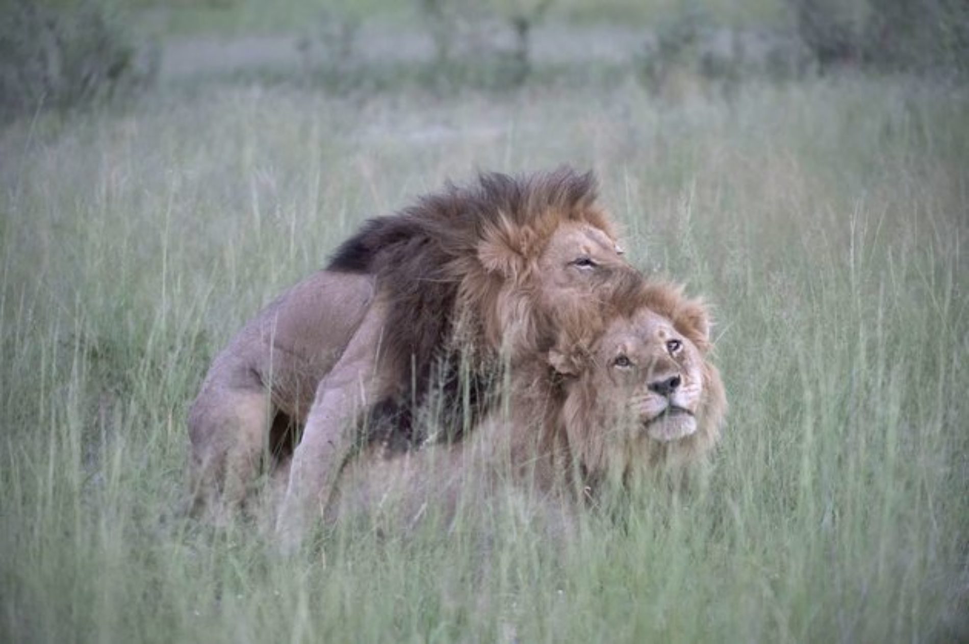Photographer Captures Two Male Lions ‘Mating’ In Botswana