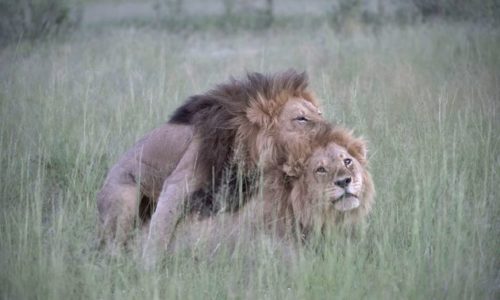 Photographer Captures Two Male Lions ‘Mating’ In Botswana