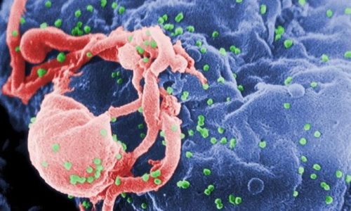 Potent New Antibody Against HIV Discovered