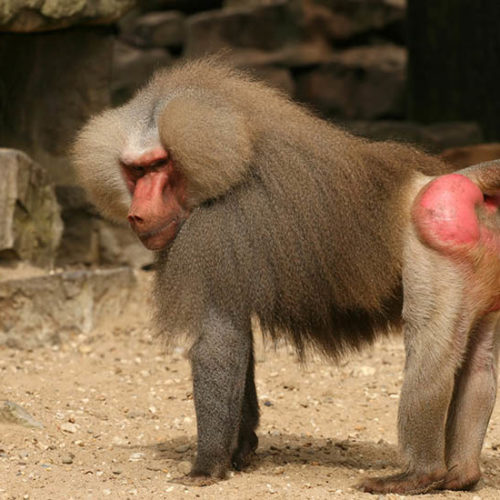 Let us break down everything wrong with this ridiculous article of a Gay baboon terrorizing villagers, raping 5 men