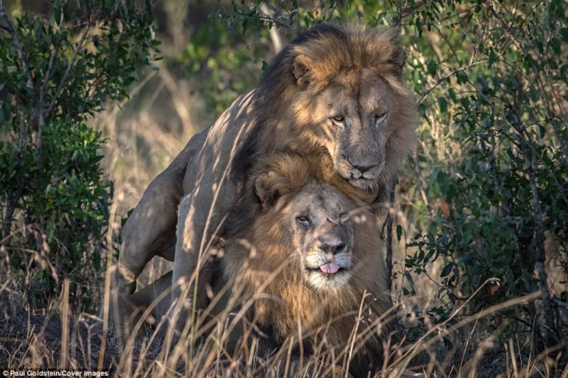 He’s my mane man: Two lions spotted putting on rare public display of affection in Kenya