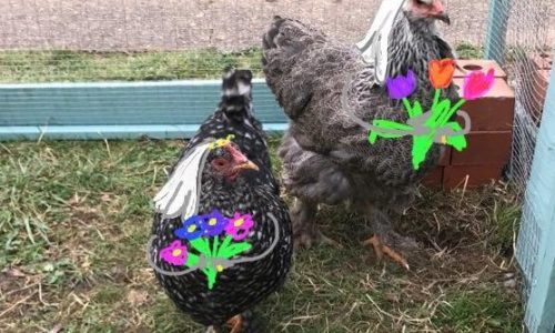 This woman realizes her chickens are in a lesbian relationship and it’s an animal-farm love story